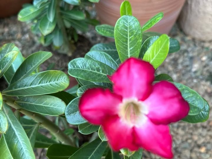 Rosa do deserto em flor