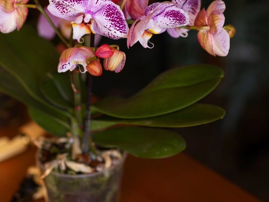 Orquídeas sempre frescas